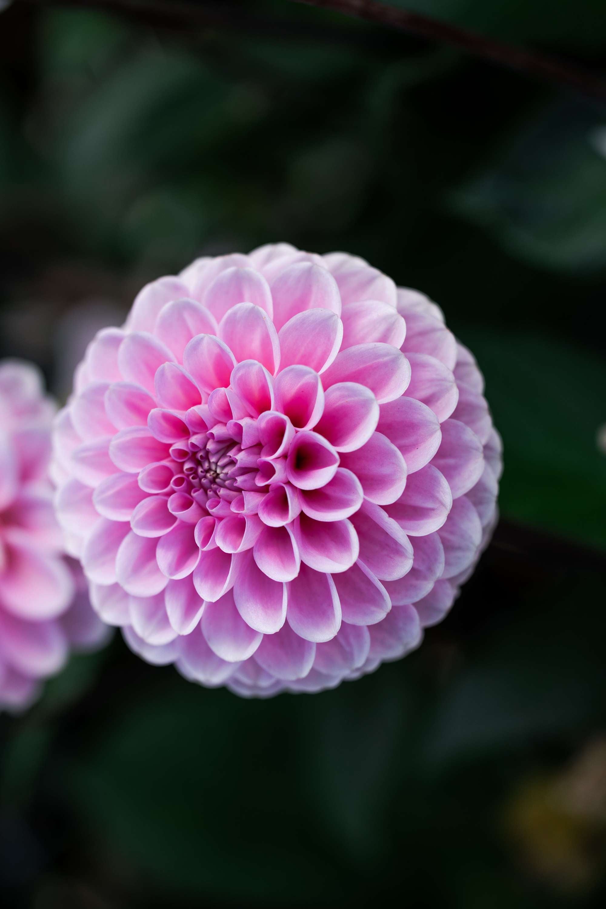 Dahlia 'Wizard of Oz'